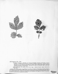 Sphaerulina gei image